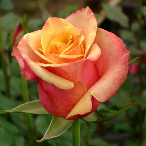 欧月的品种介绍 欧月的品种介绍