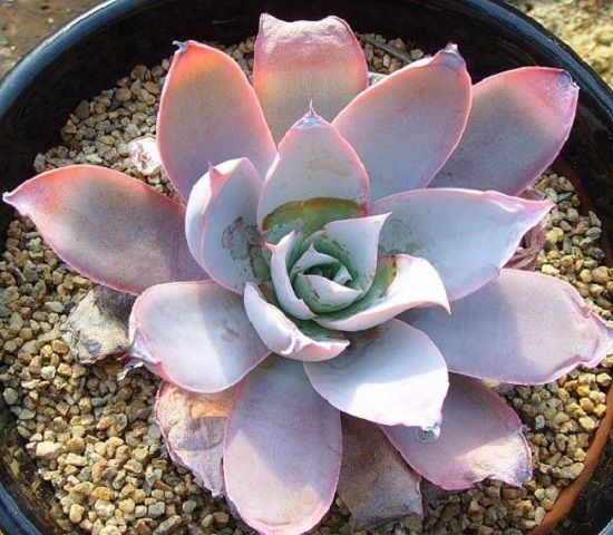 入夏的广寒宫,状态全无了! 入夏的广寒宫,状态全无了!