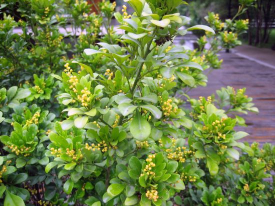 路边做观赏的米兰花图片 路边做观赏的米兰花图片