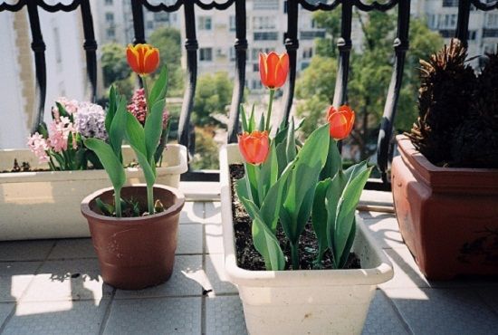 南北方的花友适合种什么种球 南北方的花友适合种什么种球