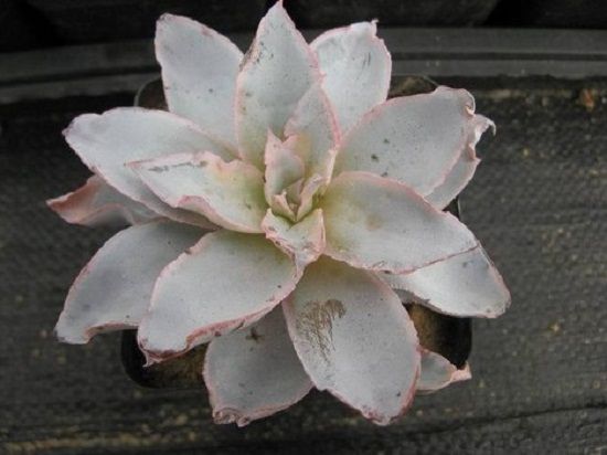 8月底的广寒宫的状态,简直惨不忍睹了 8月底的广寒宫的状态,简直惨不忍睹了