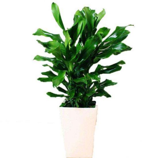 螺纹铁的种植方法和注意事项 螺纹铁的种植方法和注意事项