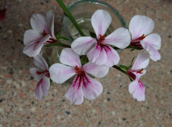 天竺葵花使用硫酸亚铁后 天竺葵花使用硫酸亚铁后