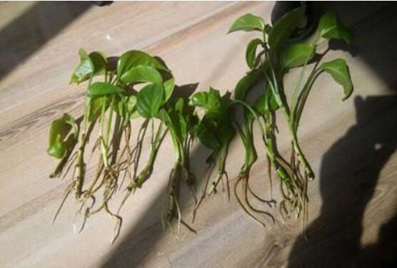 绿萝烂根怎么办？绿萝烂根的2种解决方法