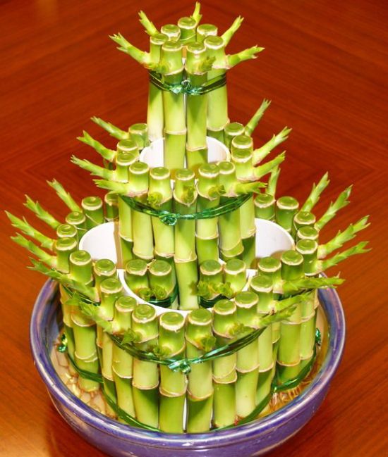 富贵竹能晒太阳吗？富贵竹不能直晒太阳