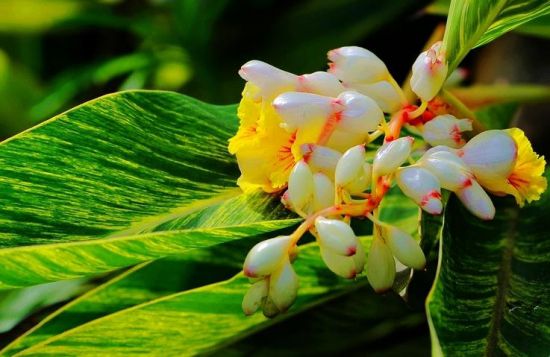 花叶艳山姜 花叶艳山姜