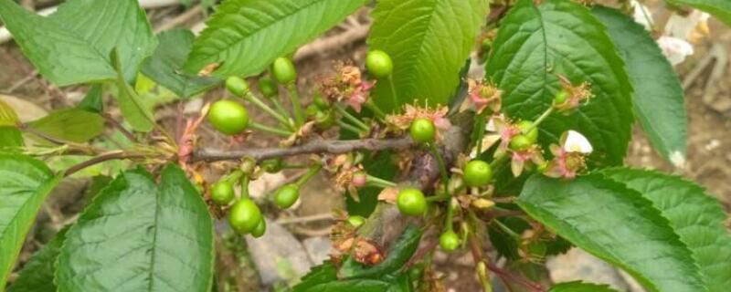 家庭车厘子小盆栽方法和注意事项