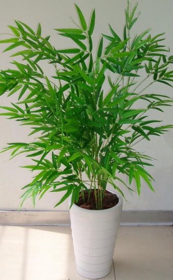 养护极好的凤尾竹 养护极好的凤尾竹