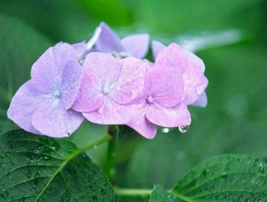 绣球花可以水培吗？绣球花水培生根4个步骤