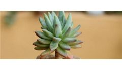 多肉花盆自制方法和步骤