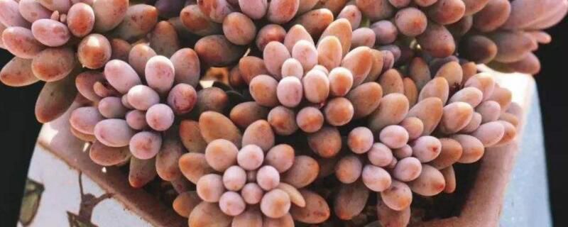 多肉婴儿手指怎么养？多肉婴儿是喜光的植物