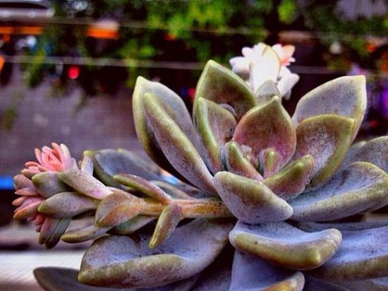 冬美人开花了 冬美人开花了