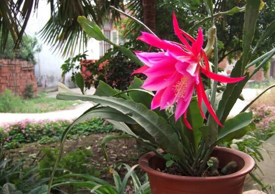 令箭荷花不开花的原因和防治方法