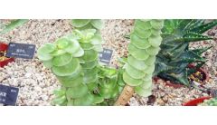 金钱木叶子掉完了还能长吗