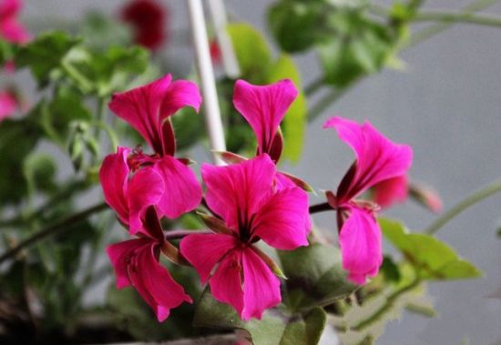 天竺葵龙卷风如何播种 天竺葵龙卷风如何播种