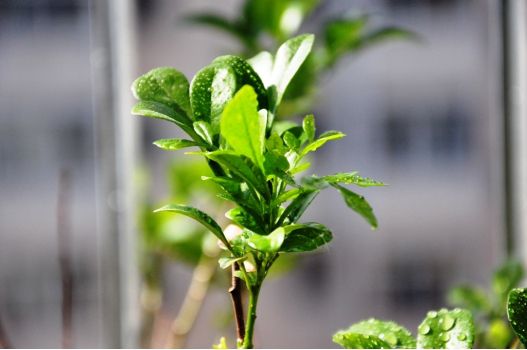 长势良好的米兰 长势良好的米兰