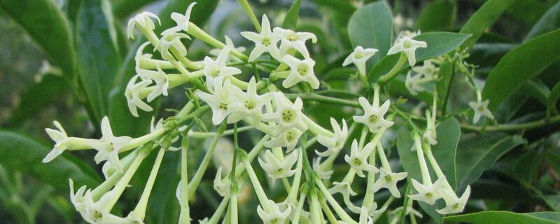 夜来香花语：纯洁天真/幸福美好