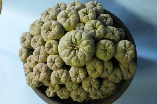 特大株银冠玉 特大株银冠玉