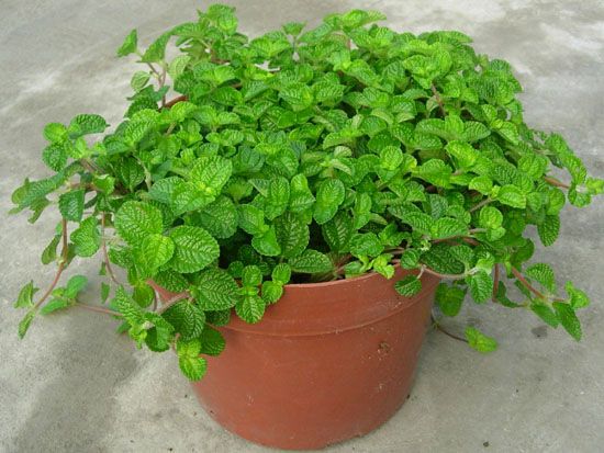 薄荷 薄荷