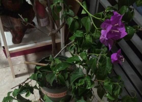 三角梅换盆后叶子蔫了怎么办，六个技巧让三角梅恢复活力