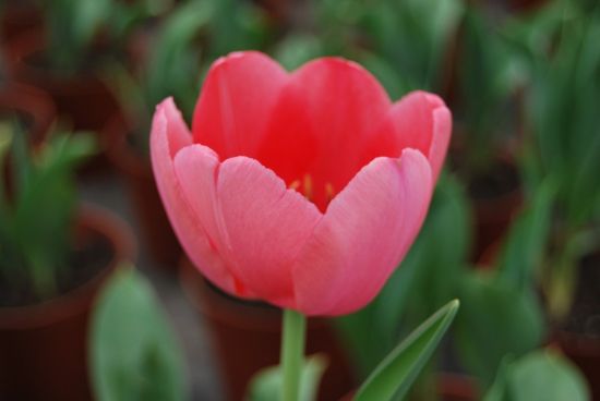 美丽的郁金香 美丽的郁金香