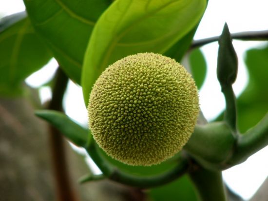 小菠萝蜜图片 小菠萝蜜图片