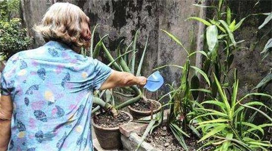 芦荟叶片干了怎么办，三个步骤完美解决(附养护