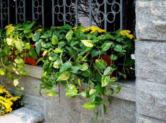 绿萝的花语是什么？绿萝象征坚韧善良守望幸福