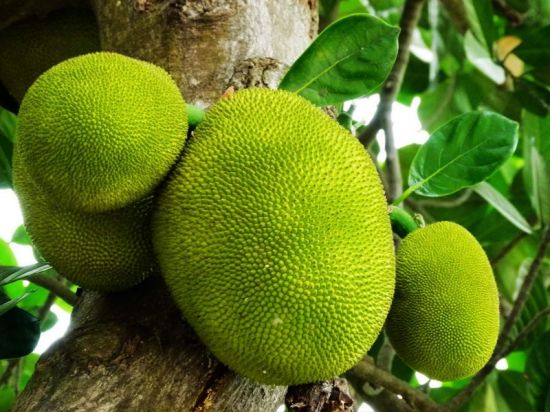 未成熟的菠萝蜜图片 未成熟的菠萝蜜图片