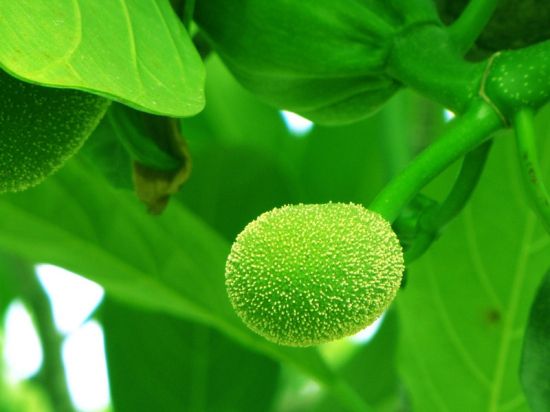 一个幼小的菠萝蜜图片 一个幼小的菠萝蜜图片