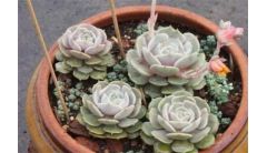 静夜黑腐病的4个步骤处理办法