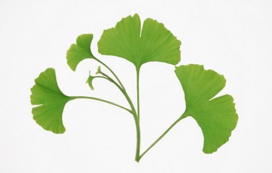 神奇的银杏叶 神奇的银杏叶