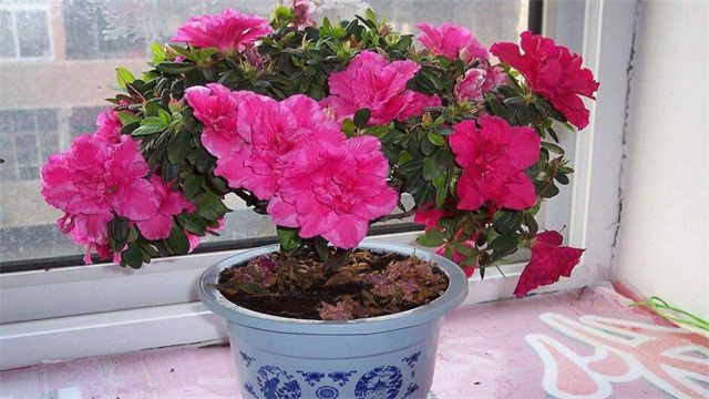 怎样养花？这里有六个养花小技巧