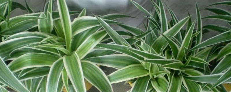 银边吊兰怎么养矮壮？五大步骤