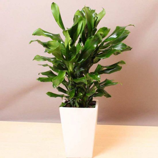 螺纹铁的种植方法和注意事项 螺纹铁的种植方法和注意事项