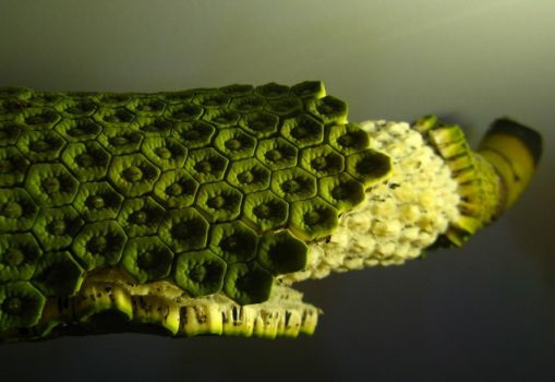 龟背竹的果实 龟背竹的果实