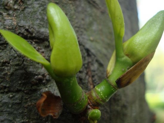 菠萝蜜果实将会从这里长出来图片 菠萝蜜果实将会从这里长出来图片