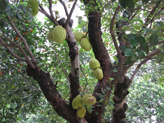 老树上的菠萝蜜图片 老树上的菠萝蜜图片