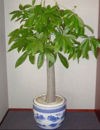 发财树室内盆栽 发财树室内盆栽