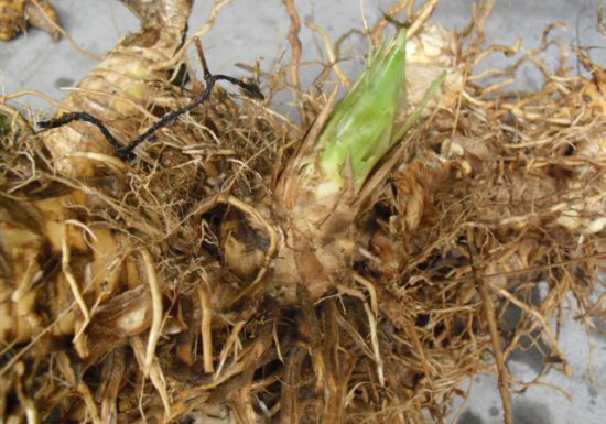 刚挖出不久的芦竹根 刚挖出不久的芦竹根