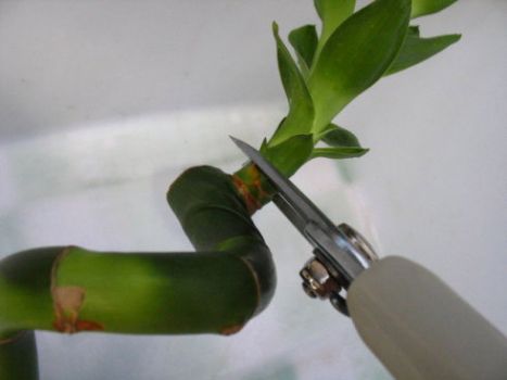 富贵竹修剪位置 富贵竹修剪位置