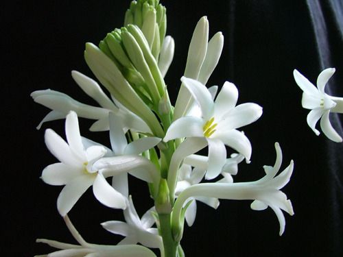 客厅和卧房不能摆放哪些植物? 客厅和卧房不能摆放哪些植物?