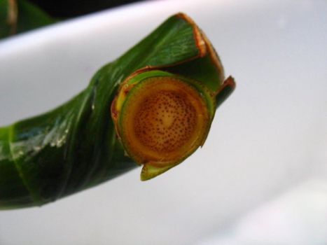 富贵竹高锰酸钾溶液处理后的样子 富贵竹高锰酸钾溶液处理后的样子