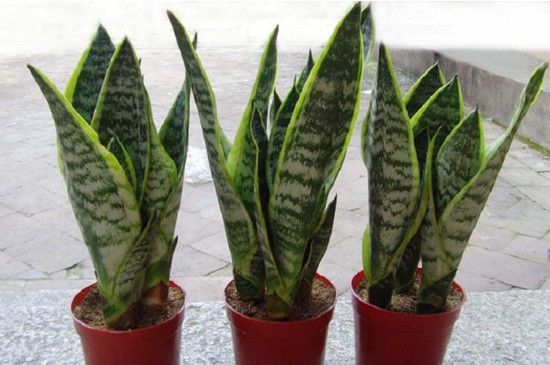 1米高虎皮兰多深的盆：20～35厘米深/让虎皮兰长