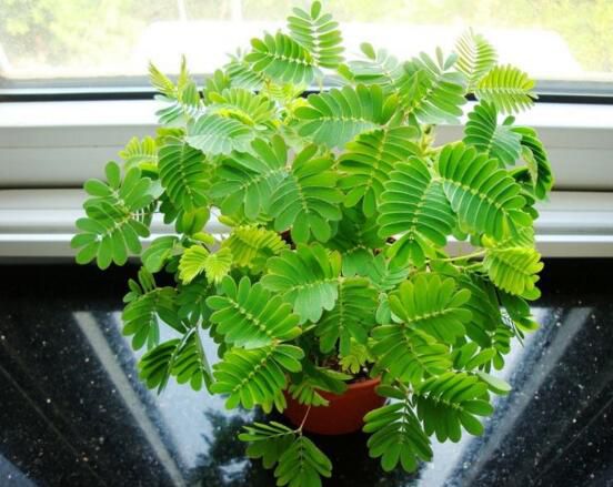 含羞草为什么一碰它就合上叶子，含羞草叶子合