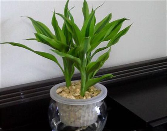 富贵竹叶子裂开怎么办，详解叶子裂开的原因及