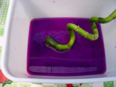 富贵竹用高锰酸钾溶液浸泡 富贵竹用高锰酸钾溶液浸泡