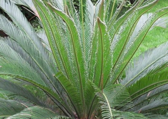 铁树有毒吗？铁树种子和茎顶部的树心有毒