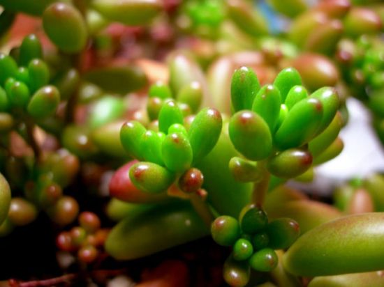 虹之玉的繁殖方法 虹之玉的繁殖方法