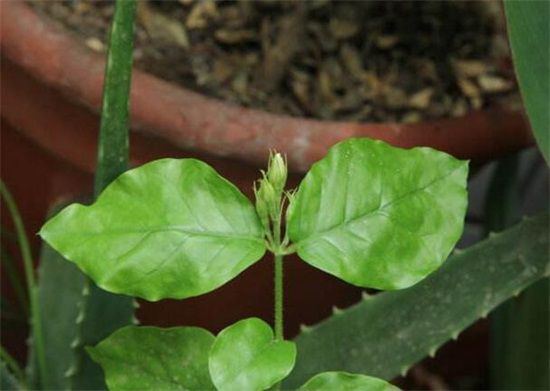 夜来香叶子焉了怎么办？叶子焉了原因及解决方